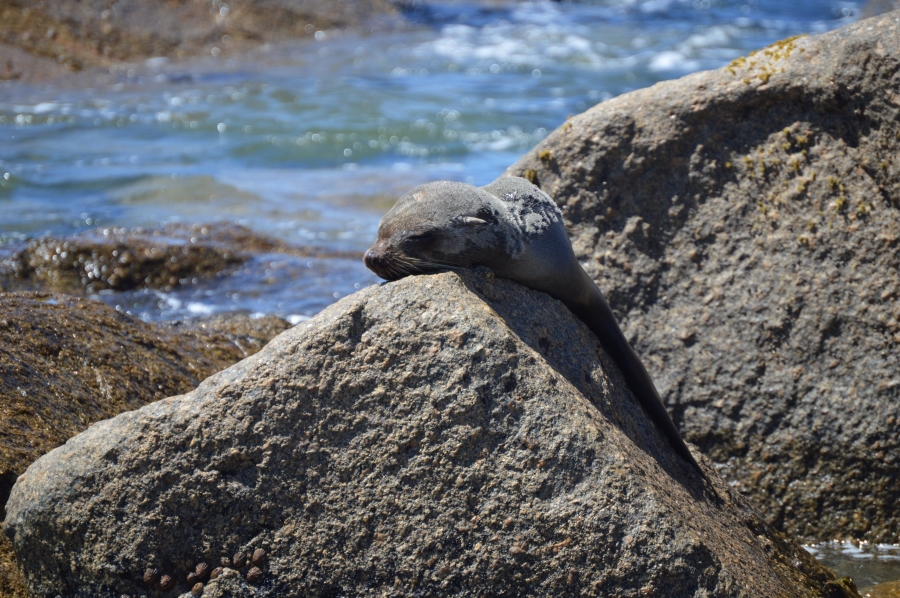 3 Bedroom Property for Sale in Sandy Point Western Cape